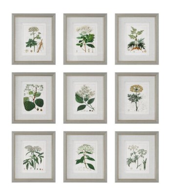 Uttermost Antique Framed Prints 41466