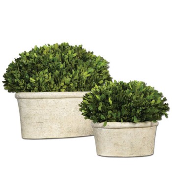 Uttermost Preserved Boxwood Botanicals 60107