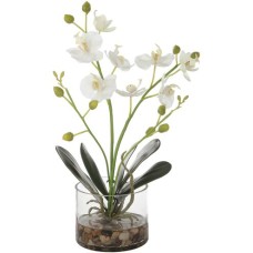 Uttermost Glory Orchid 60201