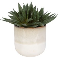 Uttermost Doha Succulent Accent 60213