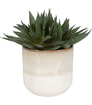 Uttermost Doha Succulent Accent 60213