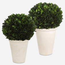 Uttermost Preserved Boxwood Foliage Domes 60224